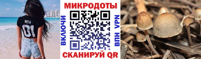 Псилоцибиновые грибы Cubensis  что такое наркотик  Котельниково 